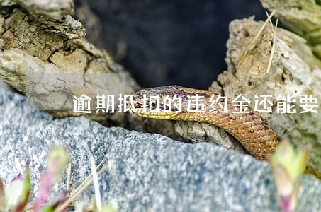 逾期抵扣的违约金还能要回吗 逾期抵扣的违约金还能要回吗