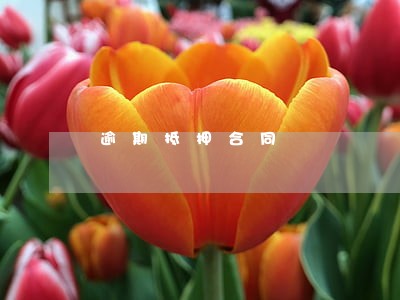 逾期抵押合同 逾期抵押合同