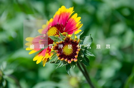 逾期抵押是什么意思 逾期抵押是什么意思