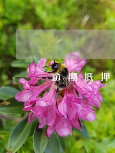 逾期抵押贷 逾期抵押贷