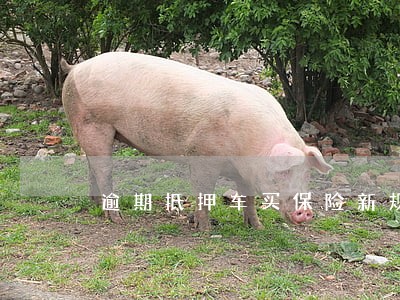 逾期抵押车买保险新规 逾期抵押车买保险新规