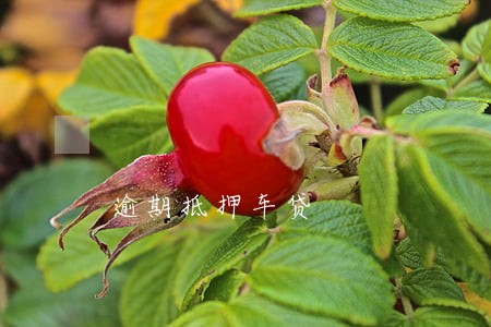 逾期抵押车贷 逾期抵押车贷