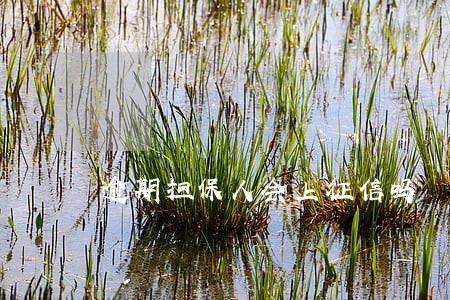 逾期担保人会上征信吗