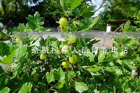 逾期担保人预留我电话 逾期担保人预留我电话