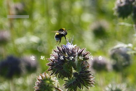 逾期担保分析报告 逾期担保分析报告