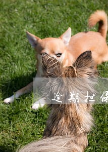 逾期担保是债务吗 逾期担保是债务吗
