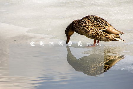逾期担保费是什么 逾期担保费是什么