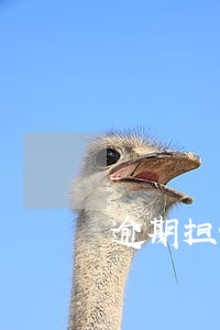 逾期担保金额 逾期担保金额