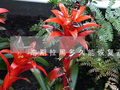 逾期拉黑多久能恢复正常 逾期拉黑多久能恢复正常