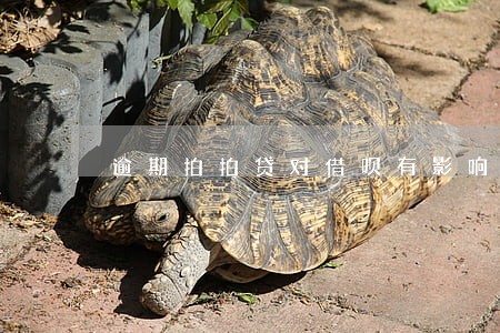 逾期拍拍贷对借呗有影响吗