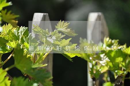 逾期拍拍贷给你回电话说你不说话 逾期拍拍贷给你回电话说你不说话