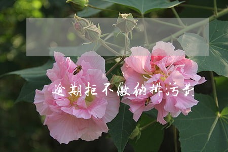逾期拒不缴纳排污费