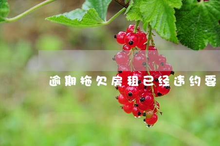 逾期拖欠房租已经违约要付多少钱 逾期拖欠房租已经违约要付多少钱