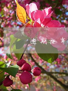 逾期拖车全款 逾期拖车全款