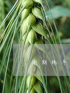 逾期拖车接单平台 逾期拖车接单平台