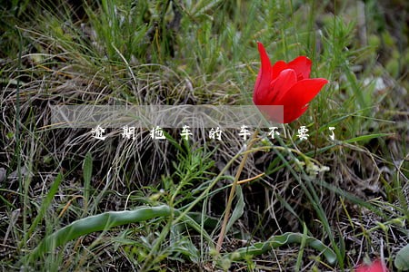 逾期拖车的车不要了 逾期拖车的车不要了
