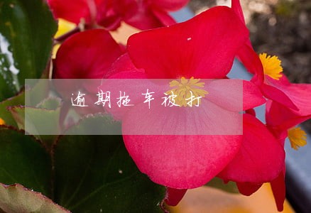 逾期拖车被打 逾期拖车被打