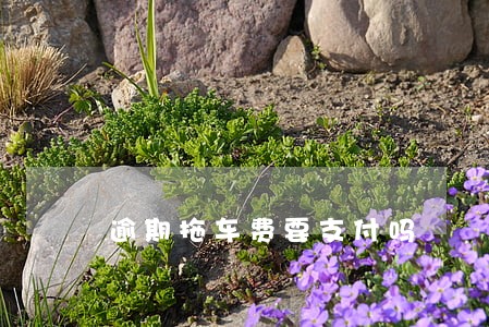 逾期拖车费要支付吗 逾期拖车费要支付吗