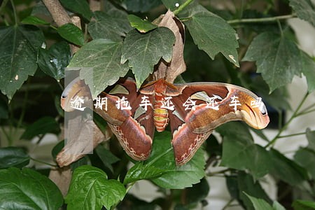 逾期拖车还会还车吗