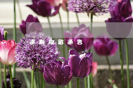 逾期拘留通告 逾期拘留通告