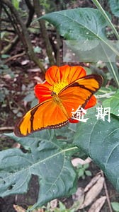 逾期招商免息怎么谈 逾期招商免息怎么谈