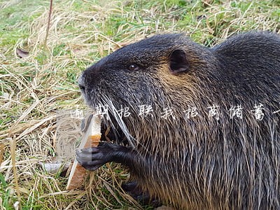 逾期招联我招商储蓄卡 逾期招联我招商储蓄卡