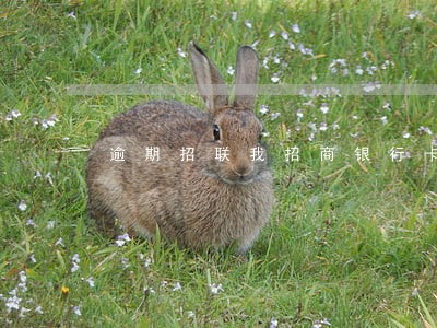 逾期招联我招商银行卡 逾期招联我招商银行卡