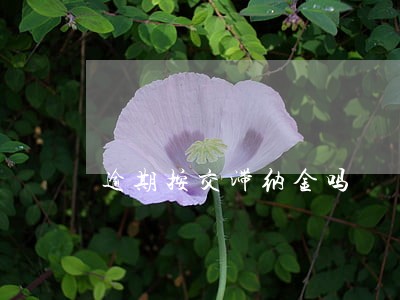 逾期按交滞纳金吗 逾期按交滞纳金吗