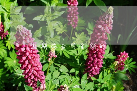 逾期按合同金额的 逾期按合同金额的