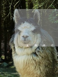 逾期按同期贷款利率计算 逾期按同期贷款利率计算