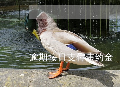 逾期按日支付违约金 逾期按日支付违约金