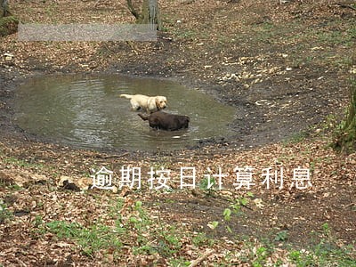 逾期按日计算利息 逾期按日计算利息