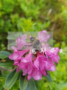 逾期损失el计算公式 逾期损失el计算公式