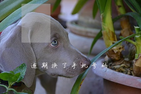 逾期换了手机号码 逾期换了手机号码