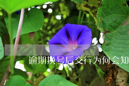 逾期换号后交行为何会知道 逾期换号后交行为何会知道