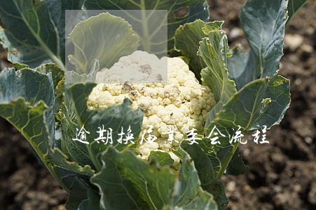 逾期换届业委会流程 逾期换届业委会流程