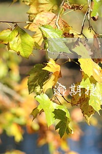 逾期捷信现在怎么还款