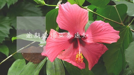逾期授信业务通知