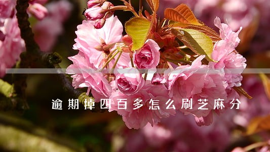 逾期掉四百多怎么刷芝麻分 逾期掉四百多怎么刷芝麻分