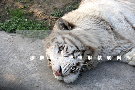 逾期接受法律制裁和判刑的几率 逾期接受法律制裁和判刑的几率