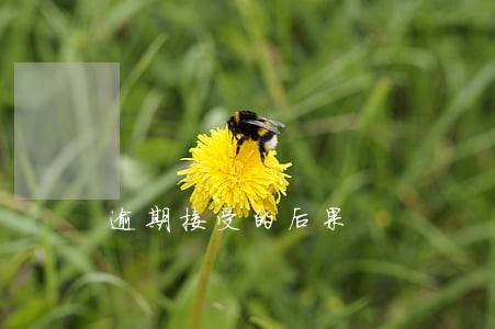 逾期接受的后果 逾期接受的后果