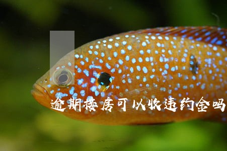 逾期接房可以收违约金吗 逾期接房可以收违约金吗