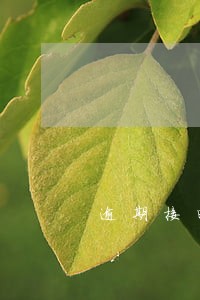 逾期接电话应该怎么说 逾期接电话应该怎么说
