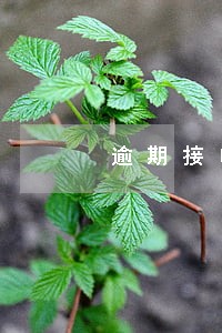 逾期接电话怎么回答最好 逾期接电话怎么回答最好