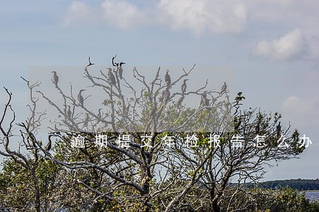 逾期提交年检报告怎么办 逾期提交年检报告怎么办