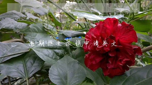 逾期提交报销申请英文