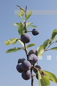 逾期提交证据必然罚款 逾期提交证据必然罚款