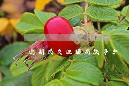 逾期提交证据罚款多少 逾期提交证据罚款多少
