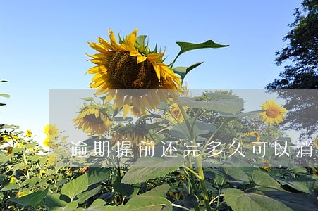 逾期提前还完多久可以消除 逾期提前还完多久可以消除