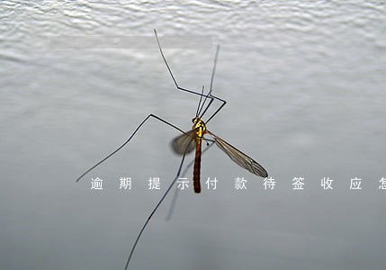 逾期提示付款待签收应怎么办 逾期提示付款待签收应怎么办